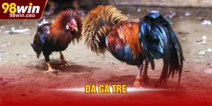 đá gà tre 98WIN